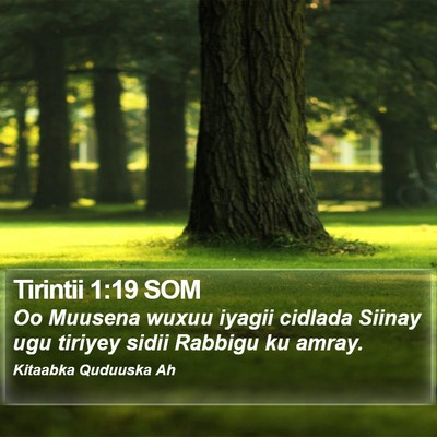 Tirintii 1:19 SOM Bible Verse Image