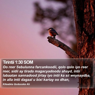 Tirintii 1:30 SOM Bible Verse Image