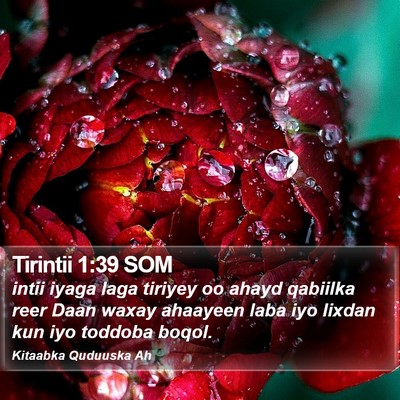 Tirintii 1:39 SOM Bible Verse Image
