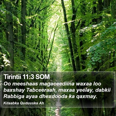 Tirintii 11:3 SOM Bible Verse Image