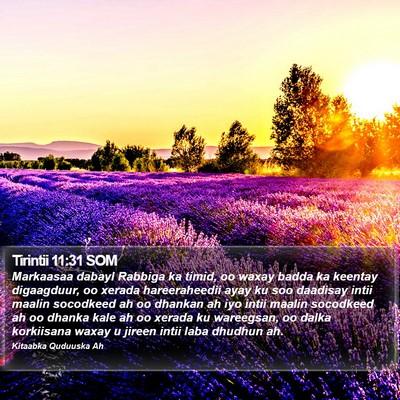 Tirintii 11:31 SOM Bible Verse Image