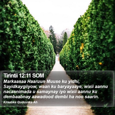Tirintii 12:11 SOM Bible Verse Image