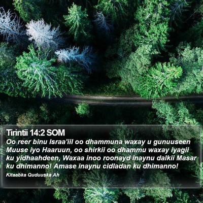 Tirintii 14:2 SOM Bible Verse Image