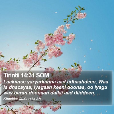 Tirintii 14:31 SOM Bible Verse Image