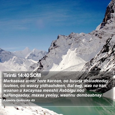 Tirintii 14:40 SOM Bible Verse Image