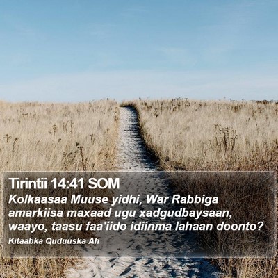 Tirintii 14:41 SOM Bible Verse Image