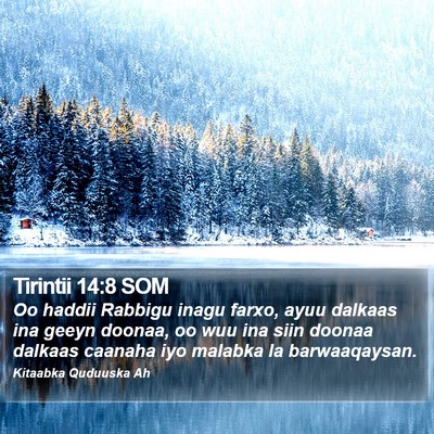 Tirintii 14:8 SOM Bible Verse Image
