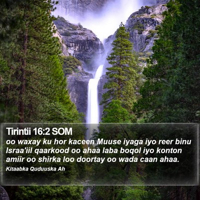 Tirintii 16:2 SOM Bible Verse Image