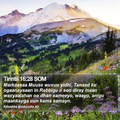 Tirintii 16:28 SOM Bible Verse Image