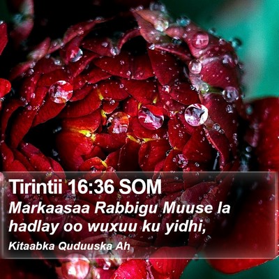 Tirintii 16:36 SOM Bible Verse Image