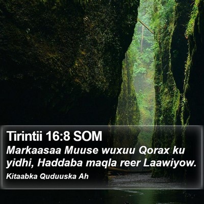 Tirintii 16:8 SOM Bible Verse Image