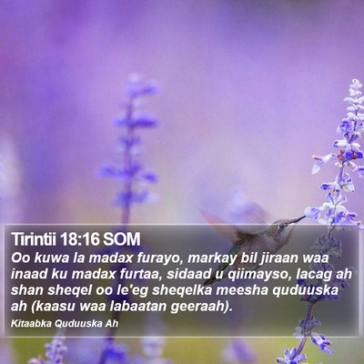Tirintii 18:16 SOM Bible Verse Image