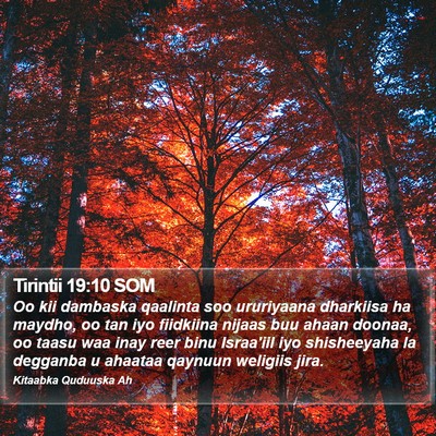 Tirintii 19:10 SOM Bible Verse Image