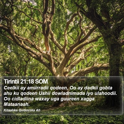 Tirintii 21:18 SOM Bible Verse Image