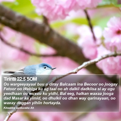 Tirintii 22:5 SOM Bible Verse Image