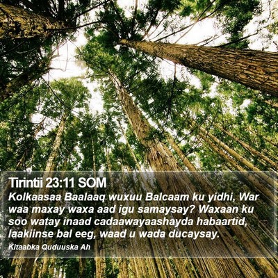 Tirintii 23:11 SOM Bible Verse Image