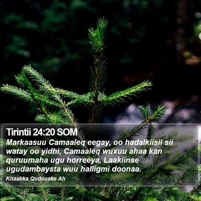 Tirintii 24:20 SOM Bible Verse Image