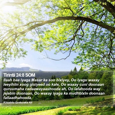 Tirintii 24:8 SOM Bible Verse Image