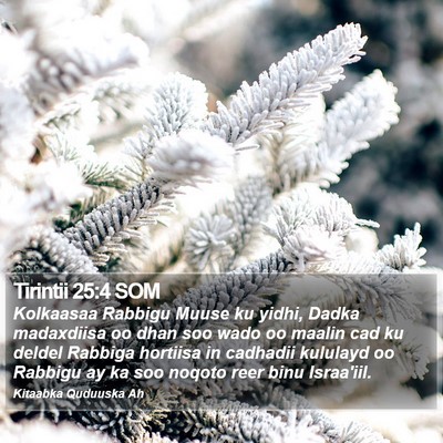 Tirintii 25:4 SOM Bible Verse Image