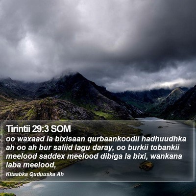 Tirintii 29:3 SOM Bible Verse Image