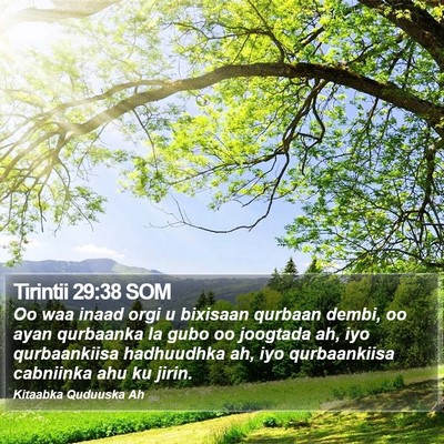 Tirintii 29:38 SOM Bible Verse Image