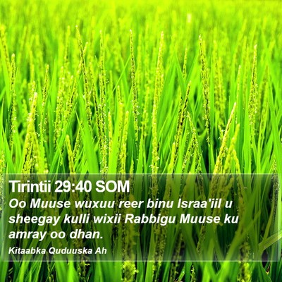 Tirintii 29:40 SOM Bible Verse Image