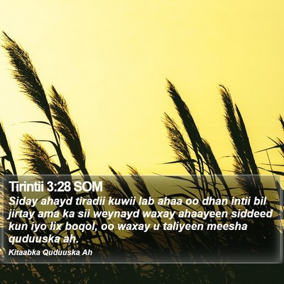 Tirintii 3:28 SOM Bible Verse Image