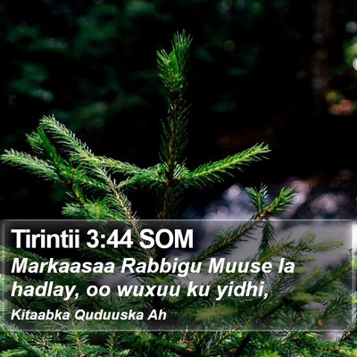 Tirintii 3:44 SOM Bible Verse Image