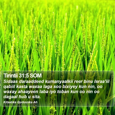 Tirintii 31:5 SOM Bible Verse Image