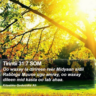 Tirintii 31:7 SOM Bible Verse Image