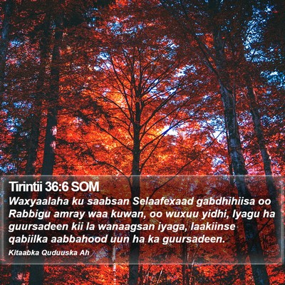 Tirintii 36:6 SOM Bible Verse Image