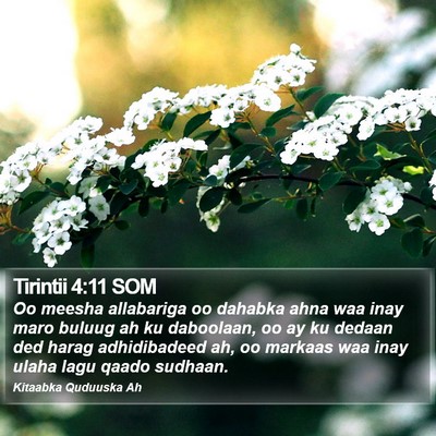 Tirintii 4:11 SOM Bible Verse Image