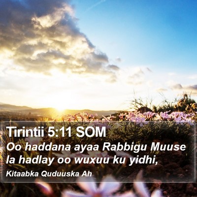 Tirintii 5:11 SOM Bible Verse Image
