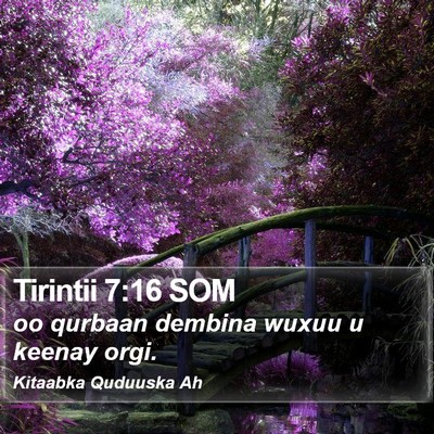 Tirintii 7:16 SOM Bible Verse Image