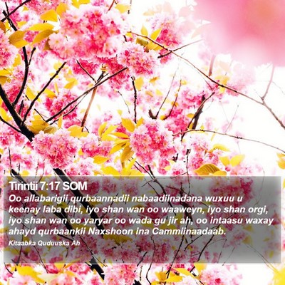 Tirintii 7:17 SOM Bible Verse Image