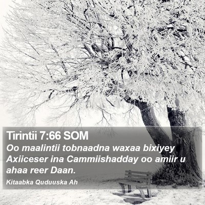 Tirintii 7:66 SOM Bible Verse Image