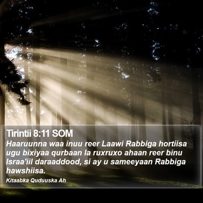 Tirintii 8:11 SOM Bible Verse Image