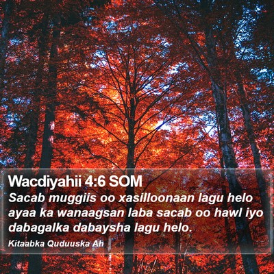 Wacdiyahii 4:6 SOM Bible Verse Image