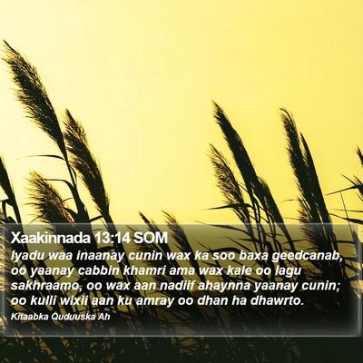 Xaakinnada 13:14 SOM Bible Verse Image