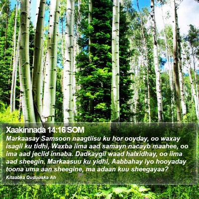 Xaakinnada 14:16 SOM Bible Verse Image