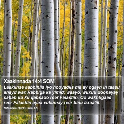 Xaakinnada 14:4 SOM Bible Verse Image