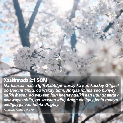 Xaakinnada 2:1 SOM Bible Verse Image