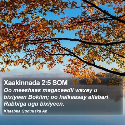 Xaakinnada 2:5 SOM Bible Verse Image