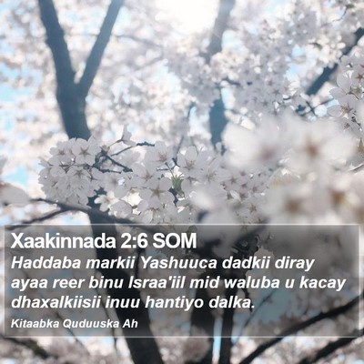 Xaakinnada 2:6 SOM Bible Verse Image
