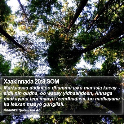 Xaakinnada 20:8 SOM Bible Verse Image