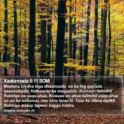Xaakinnada 5:11 SOM Bible Verse Image