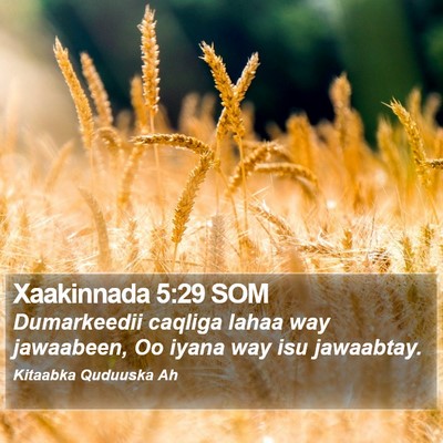 Xaakinnada 5:29 SOM Bible Verse Image