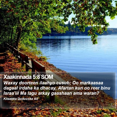 Xaakinnada 5:8 SOM Bible Verse Image