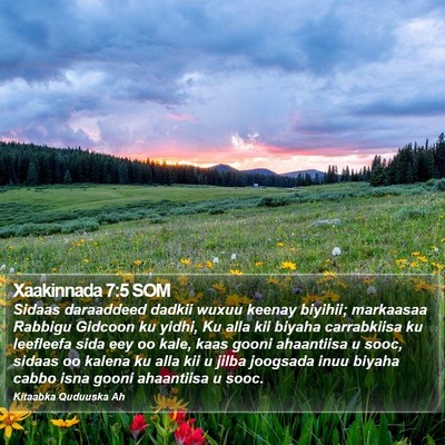 Xaakinnada 7:5 SOM Bible Verse Image