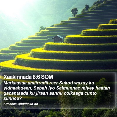 Xaakinnada 8:6 SOM Bible Verse Image
